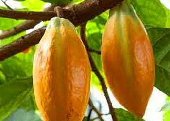 Theobroma cacao